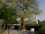  Holy Shrine and sacred tree (khijdo)