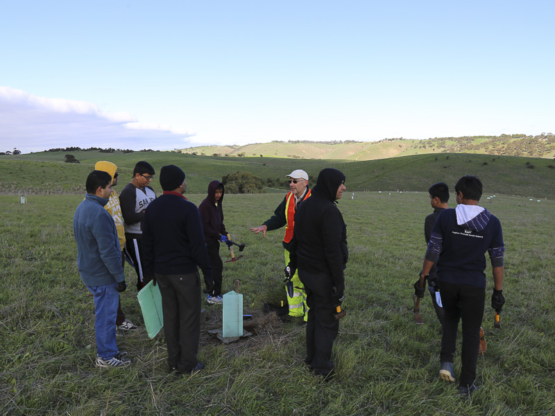 Tree Planting