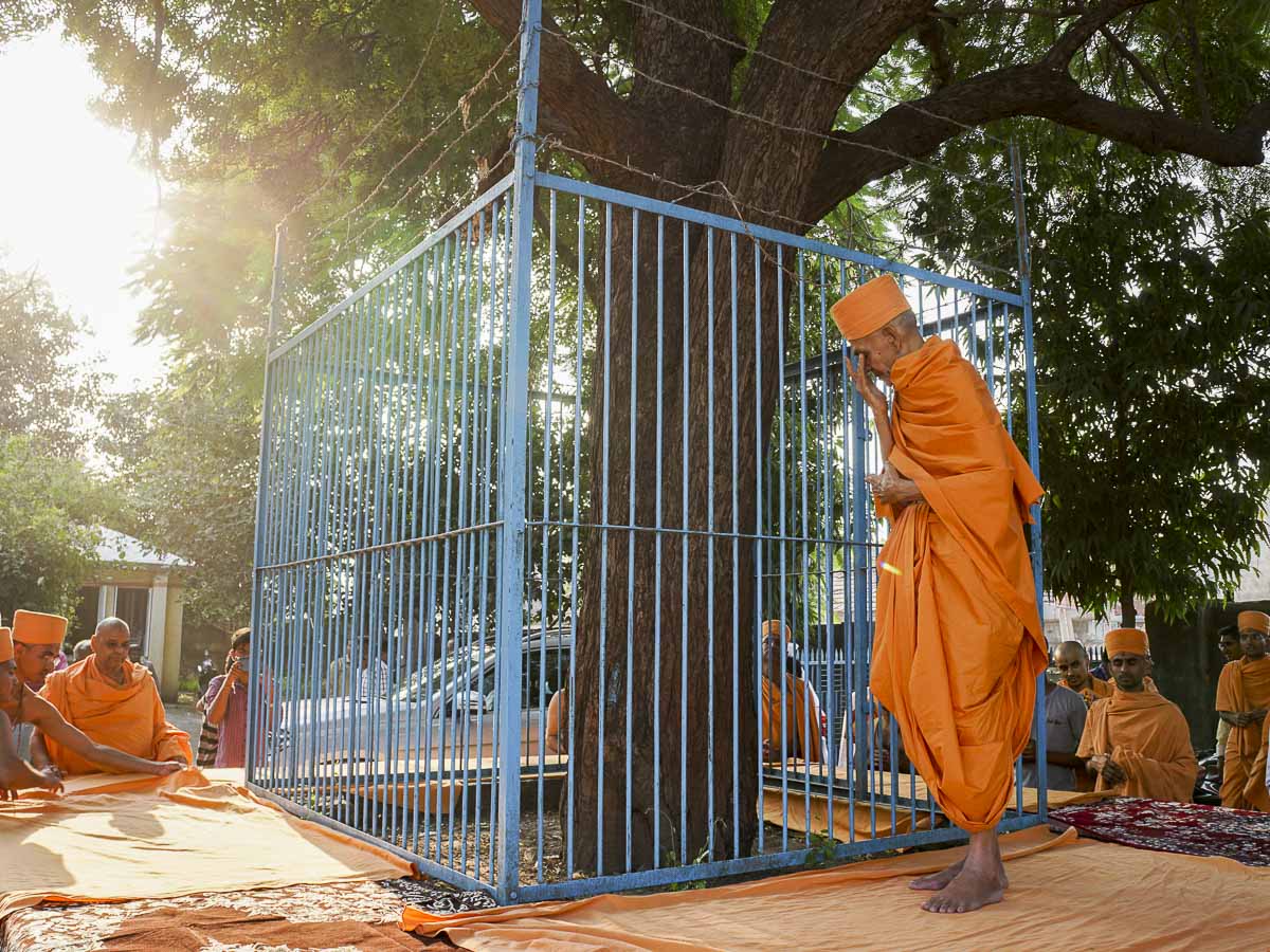Param Pujya Mahant Swami performs pradakshina of the neem tree under which Yogiji Maharaj sat and meditated during school breaks