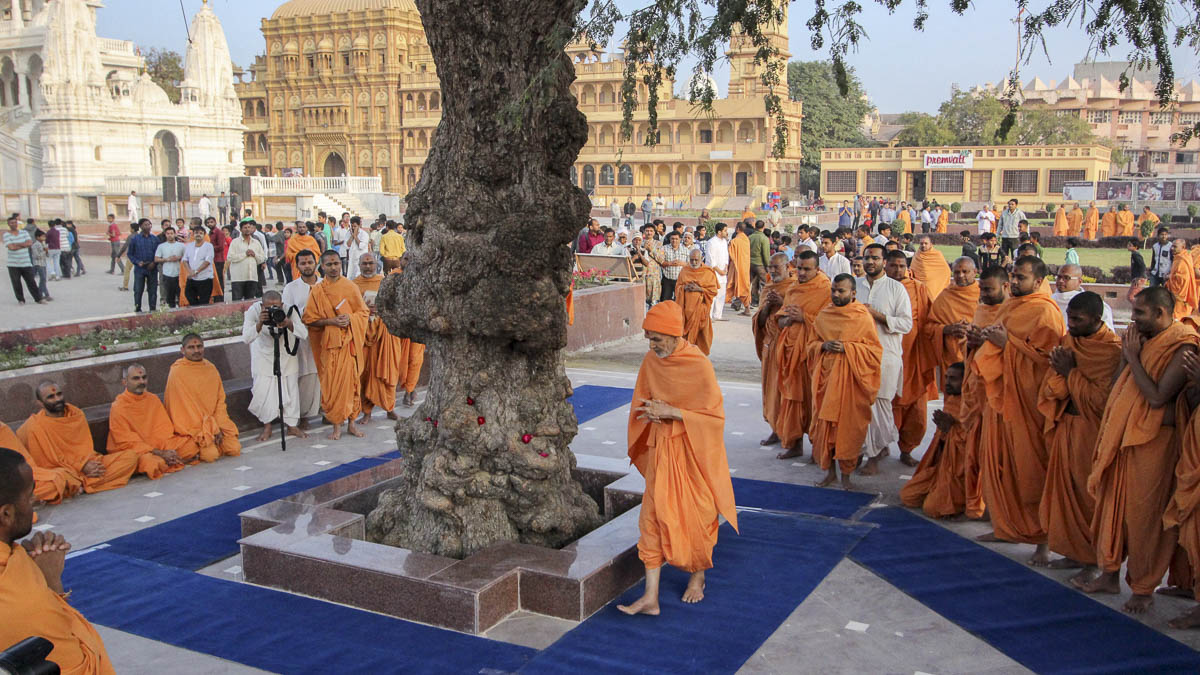 Param Pujya Mahant Swami Maharaj performs pradakshina of the sacred khijdo tree, 25 Jan 2017