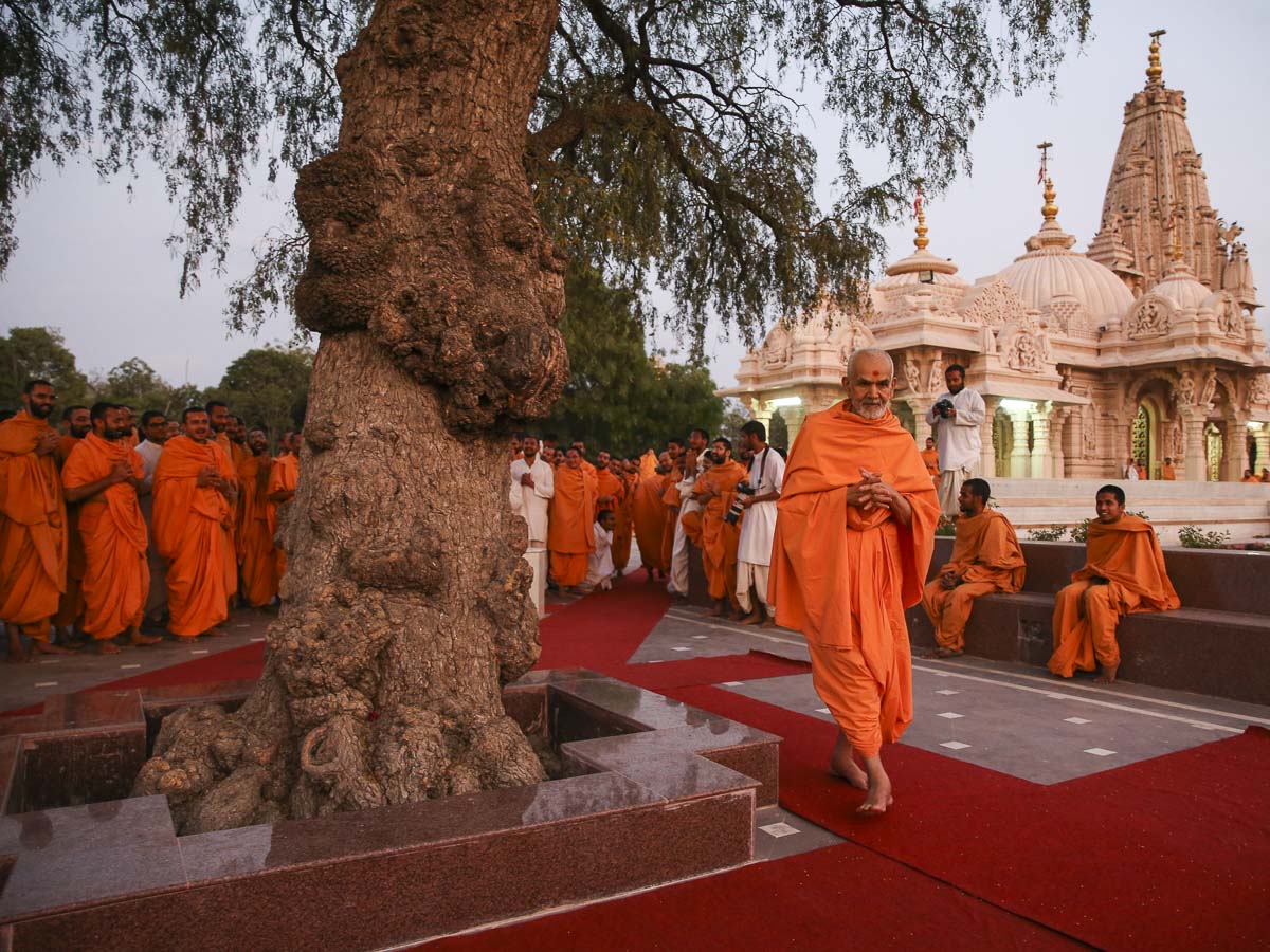Param Pujya Mahant Swami Maharaj performs pradakshina of the sacred khijdo tree, 9 March 2017