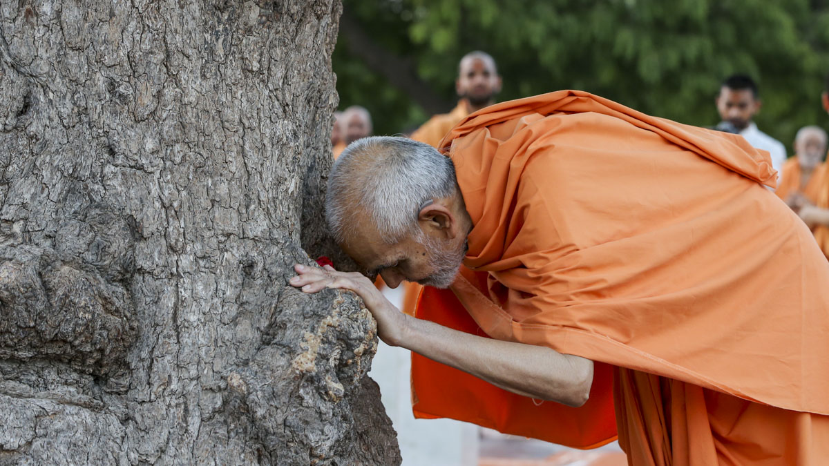Swamishri doing darshan at the sacred khijdo tree, 1 Jun 2017