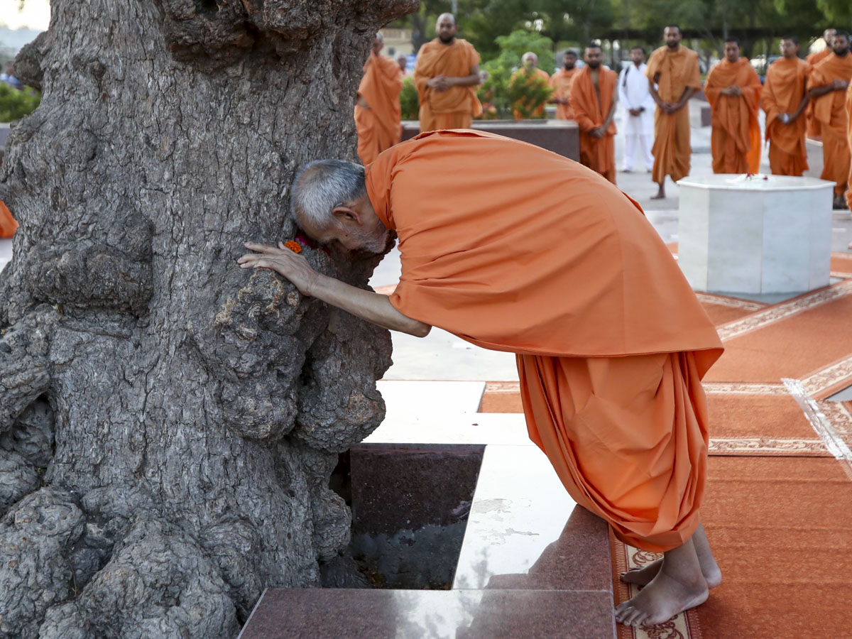 Swamishri doing darshan at the sacred khijdo tree, 6 Jun 2017