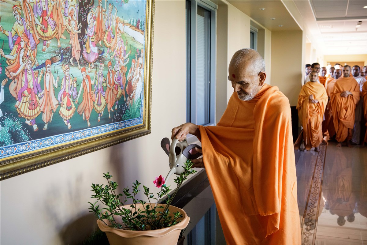 Swamishri waters a plant, 18 July 2017