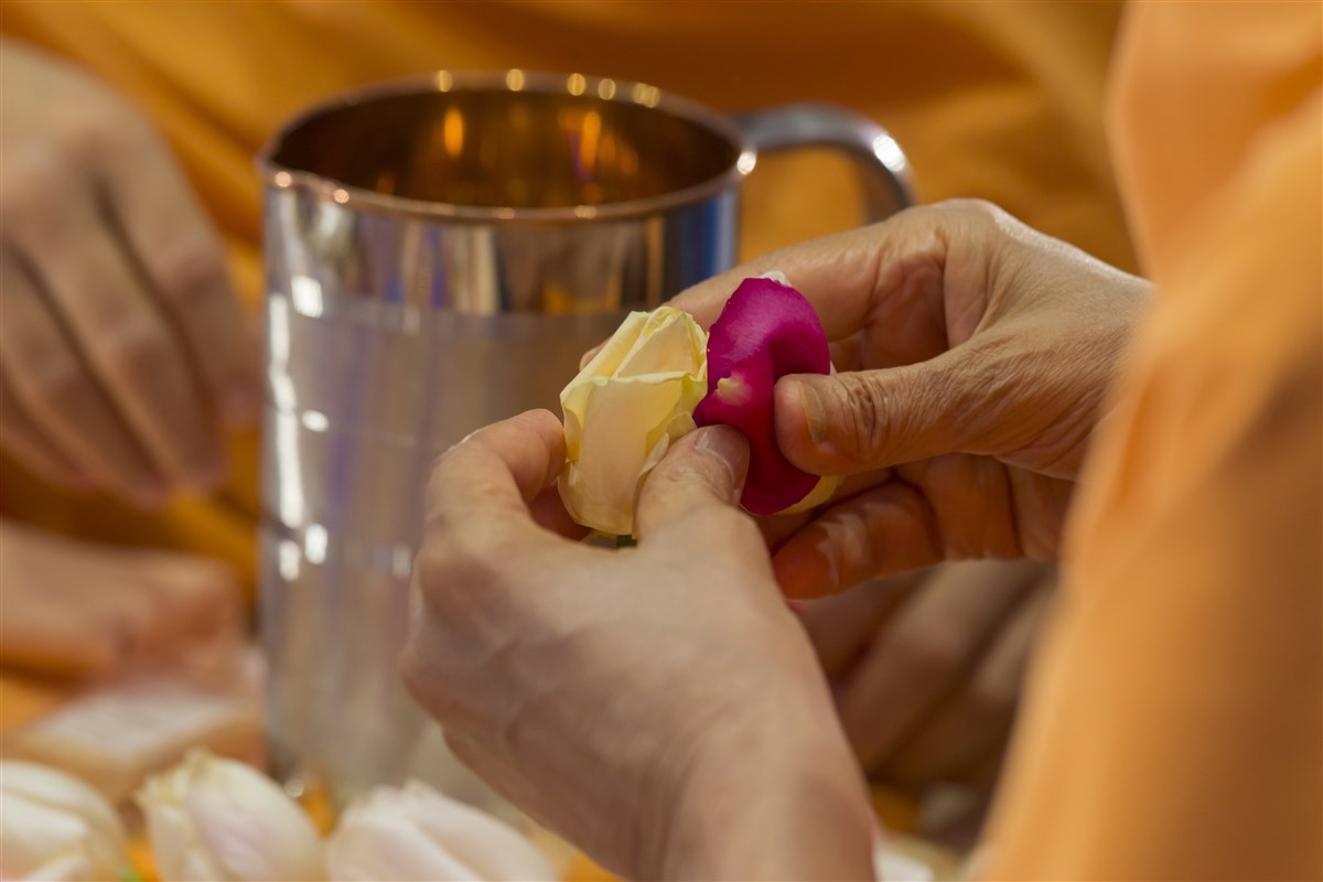 Swamishri gathers flower petals for adding to the sanctified water