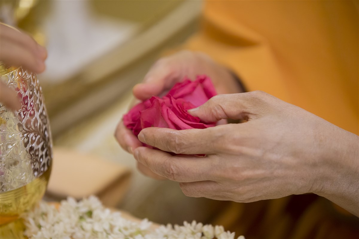 Swamishri places roses in the sanctified water
