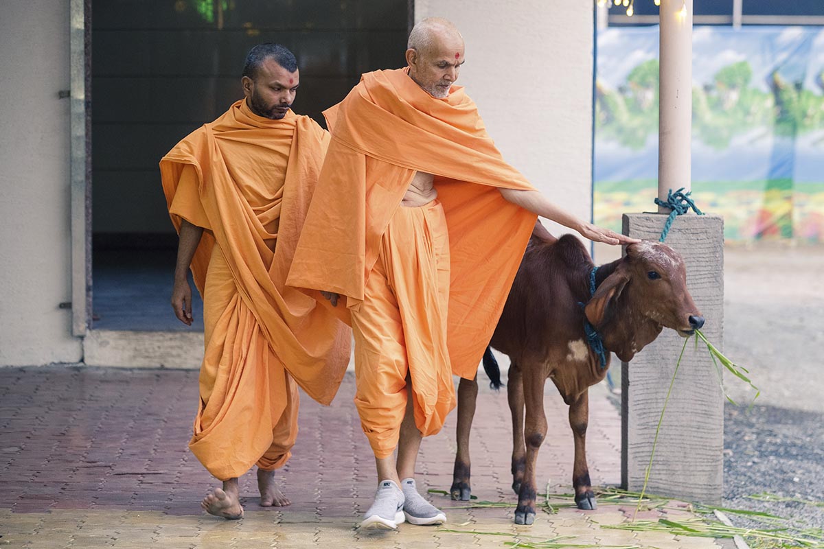 Swamishri blesses a calf