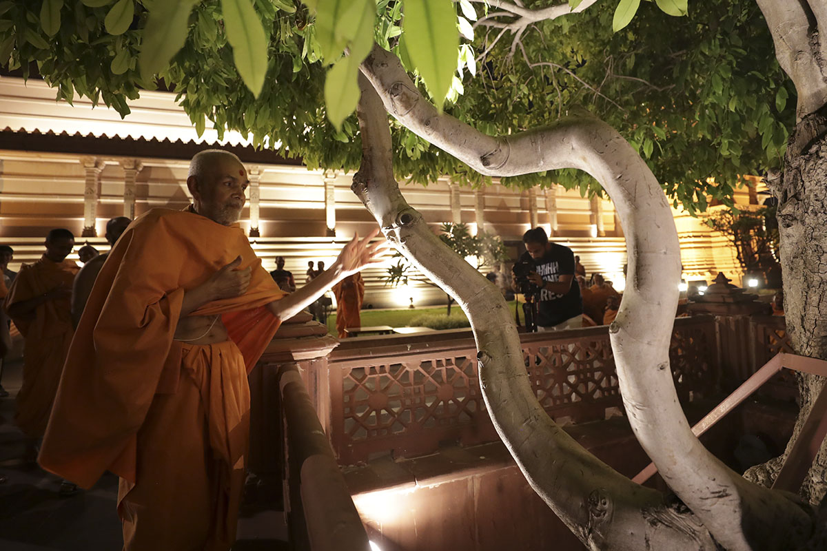 Swamishri reverentially touches the Jambu tree
