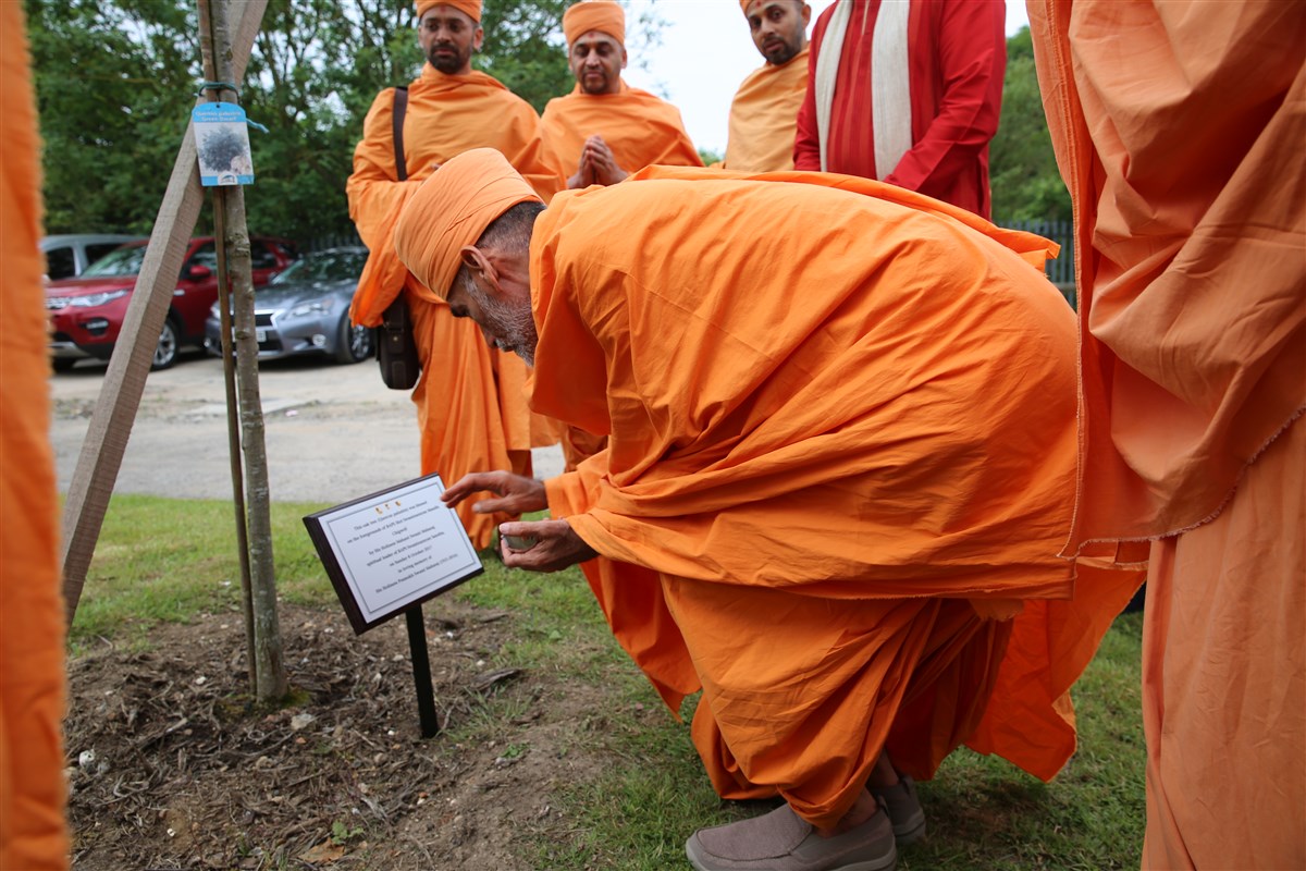 Anandswarupdas Swami blesses the plaque commemorating the oak tree planted by Mahant Swami Maharaj on 8 October 2017