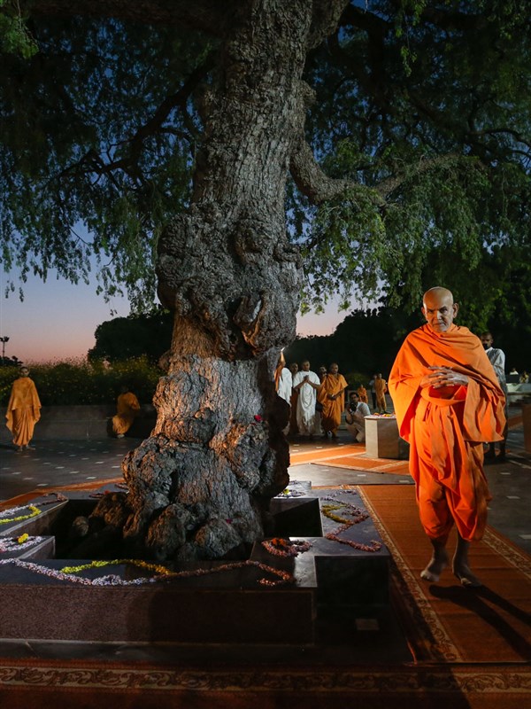 Swamishri performs pradakshina of the sacred khijdo tree 