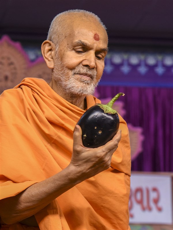 Swamishri sanctifies an eggplant (ringan)