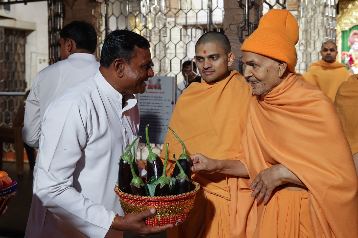 Swamishri sanctifies eggplants (ringna)