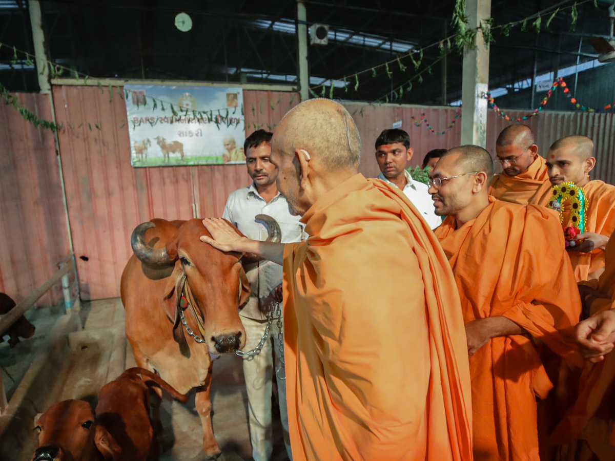 Swamishri blesses a cow
