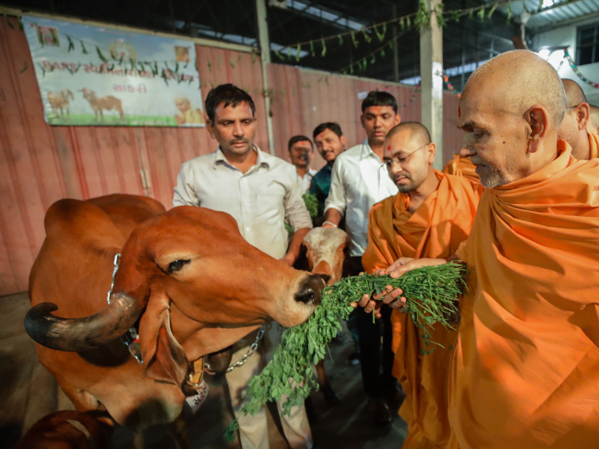Swamishri feeds a cow