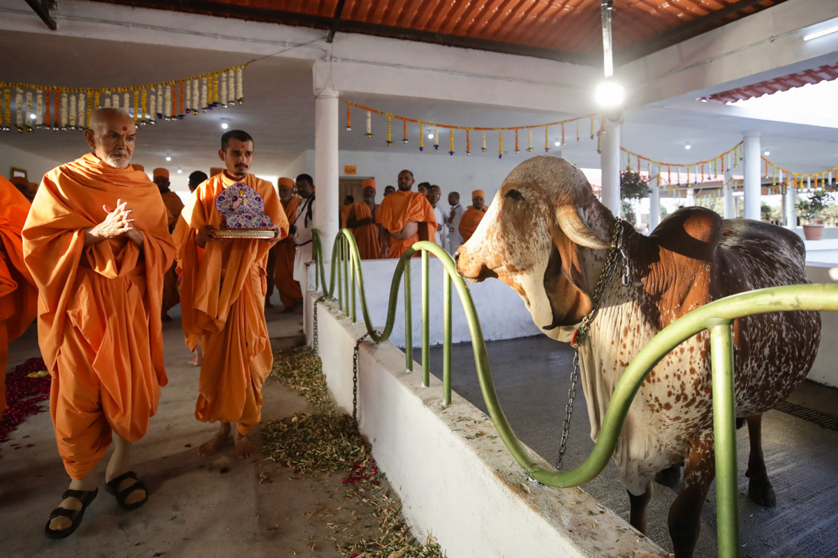 Swamishri visits the gaushala
