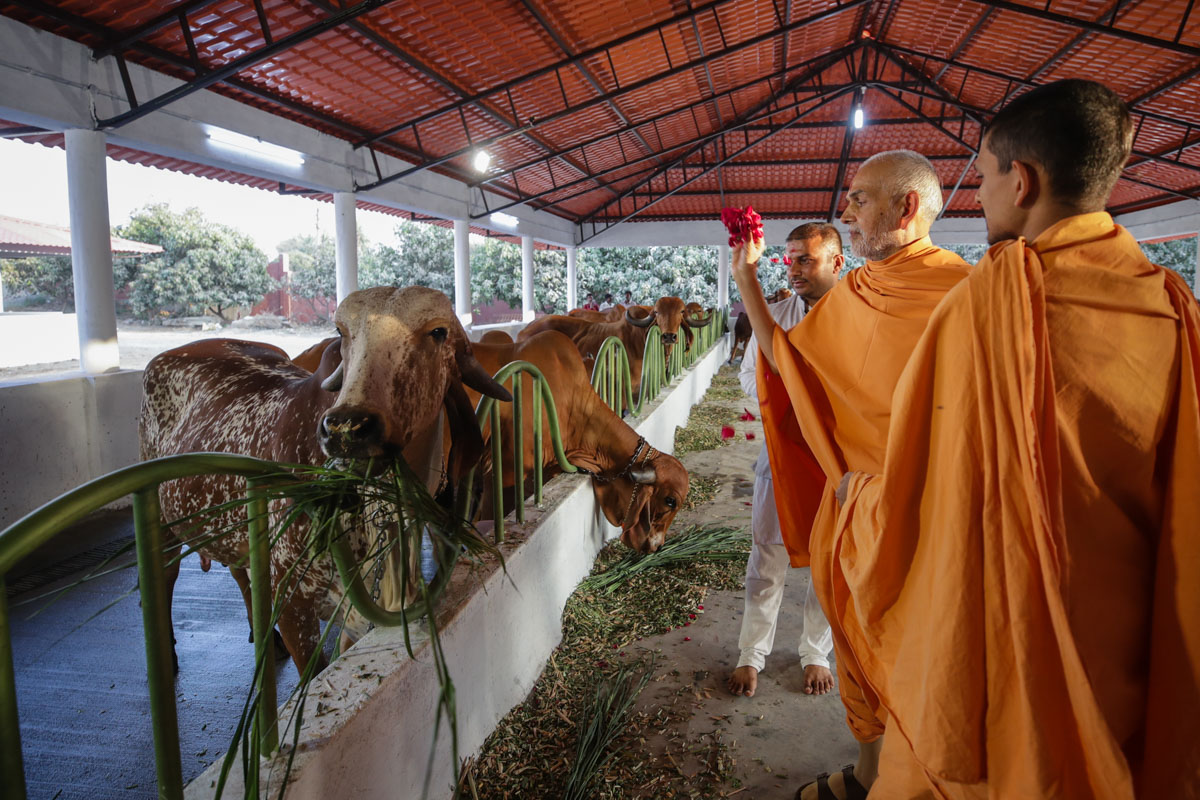 Swamishri blesses cows