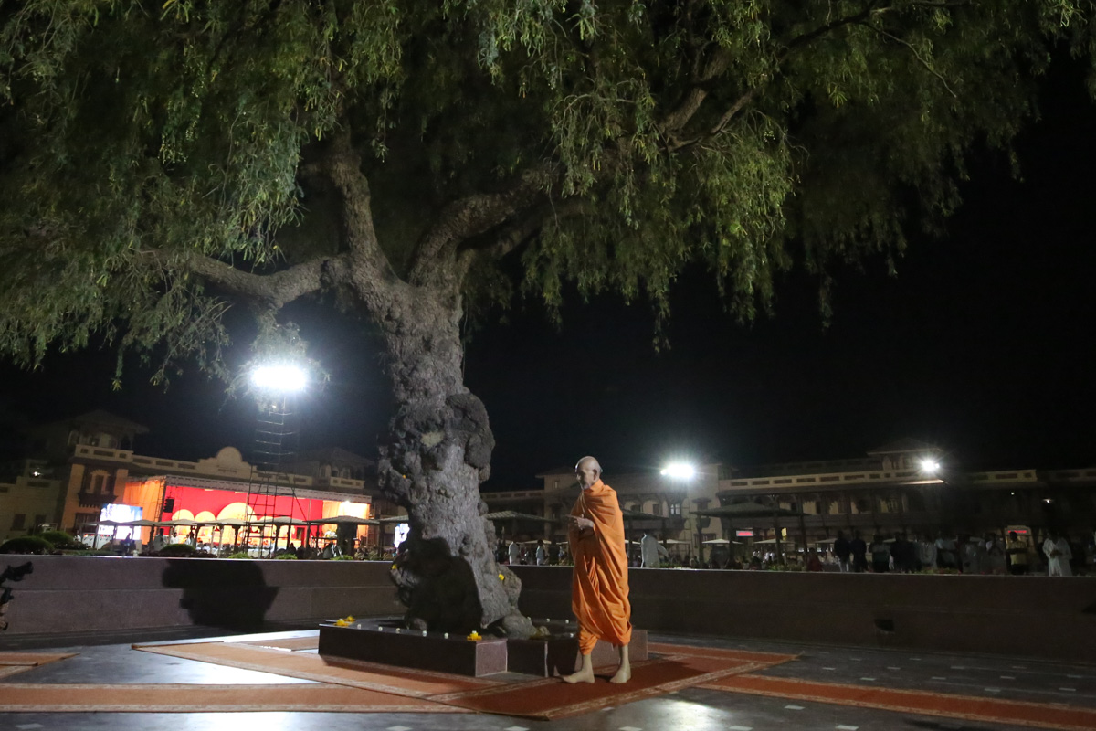 Swamishri performs pradakshina of the holy khijdo tree