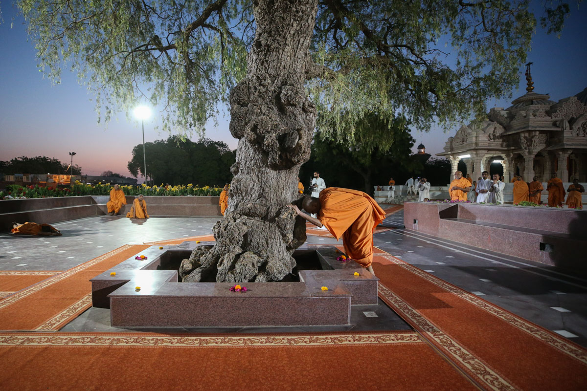 Swamishri engrossed in darshan of the sacred khijdo tree