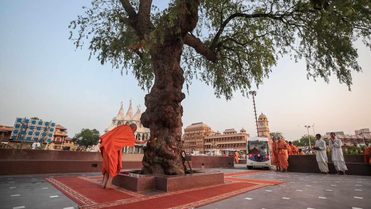 Swamishri engrossed in darshan of the sacred khijdo tree