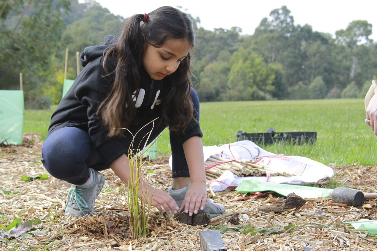 Tree Plantation Drive 2019, Melbourne