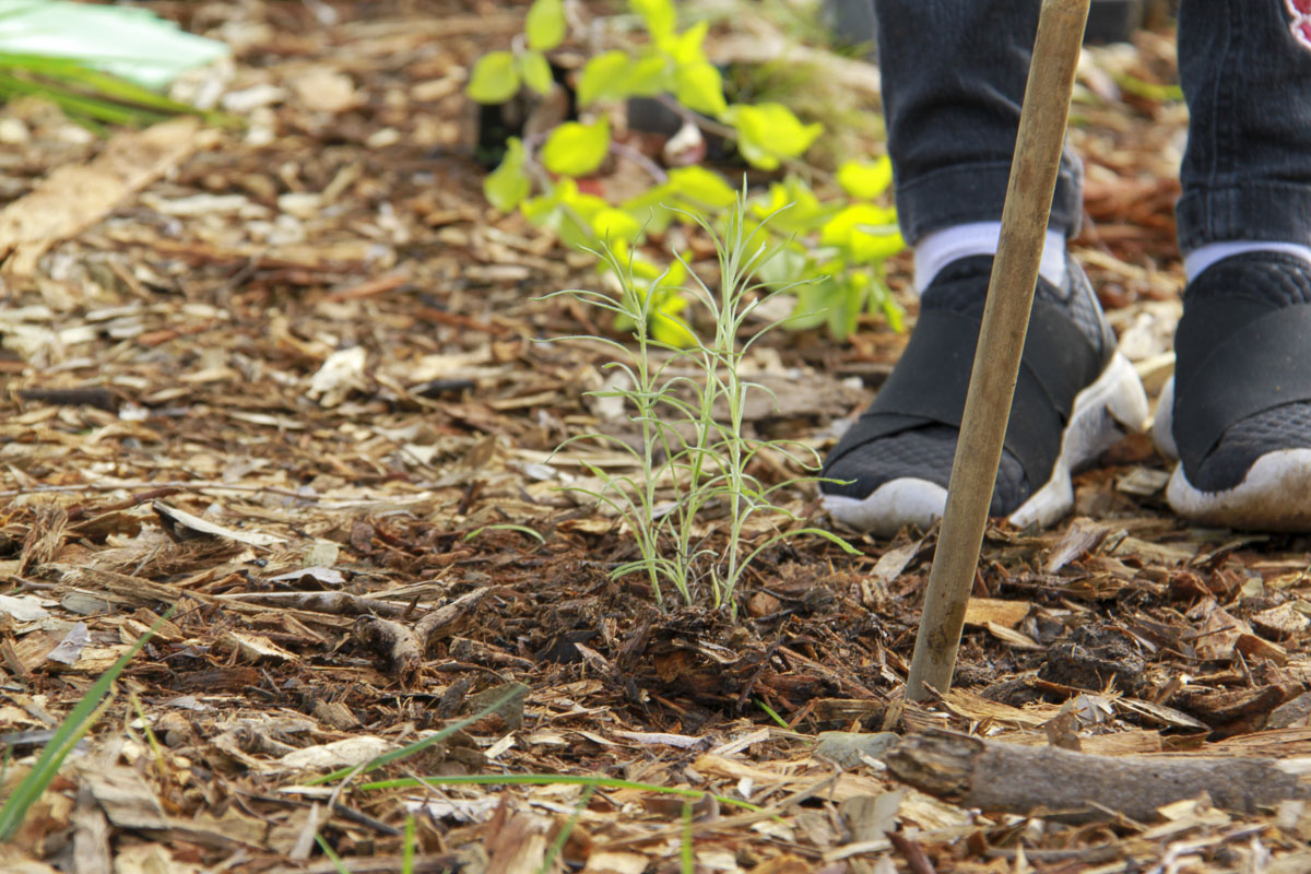 Tree Plantation Drive 2019, Melbourne