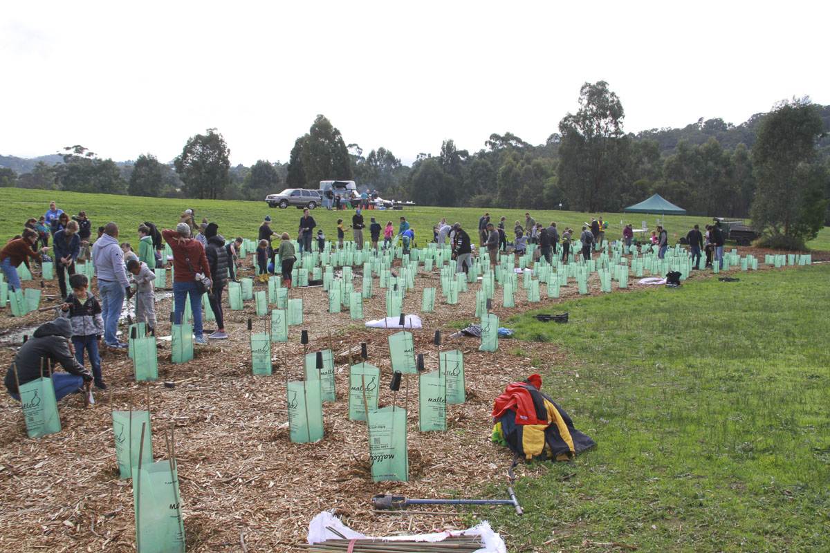 Tree Plantation Drive 2019, Melbourne
