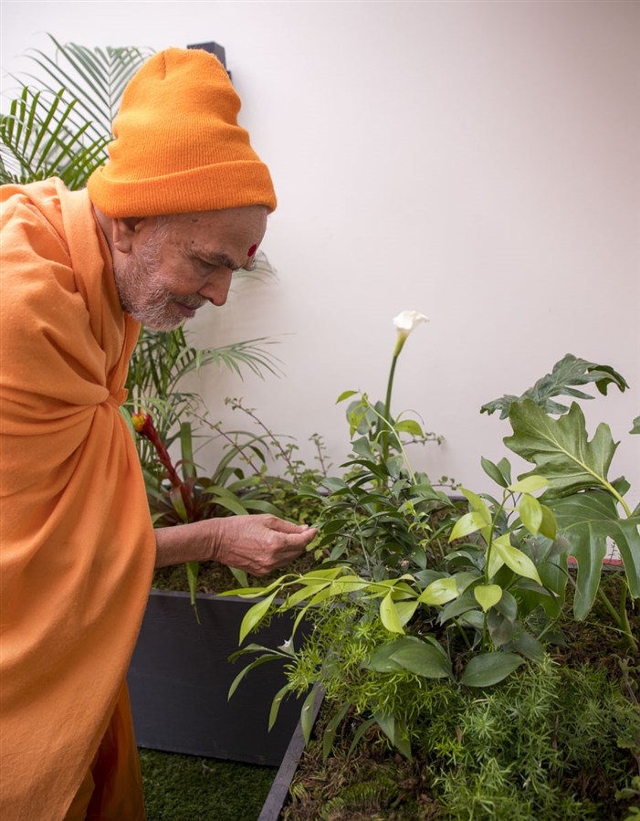Swamishri observes a plant
