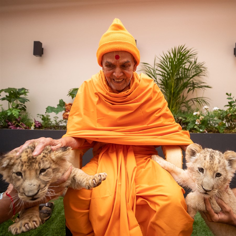 Swamishri blesses lion cubs