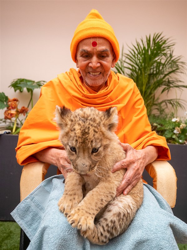 Swamishri blesses a lion cub