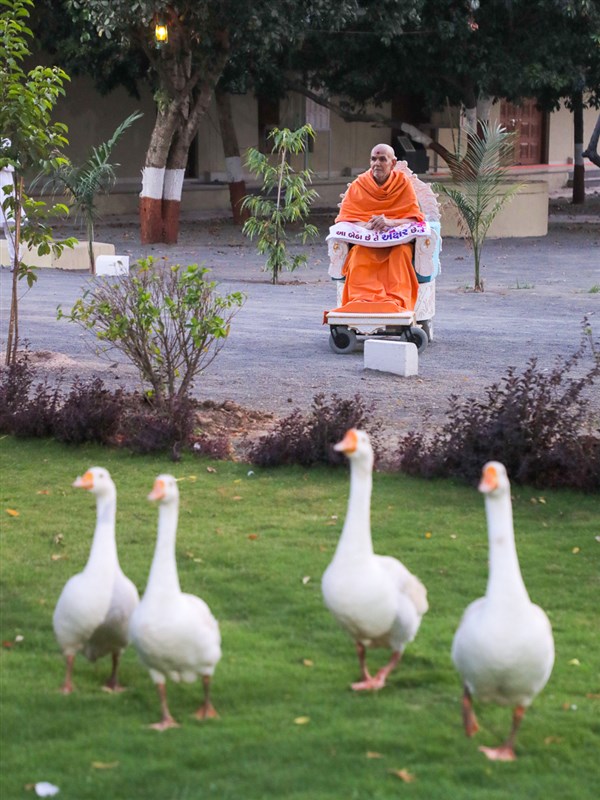 Swamishri in the Shantivan grounds in the evening