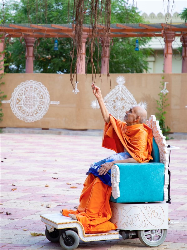 Swamishri holds branches of a banyan tree