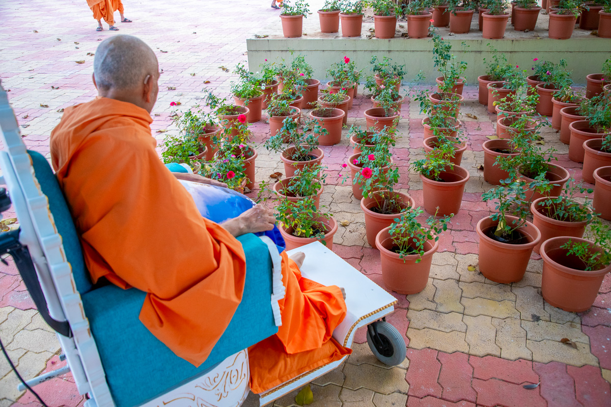Swamishri observes plants