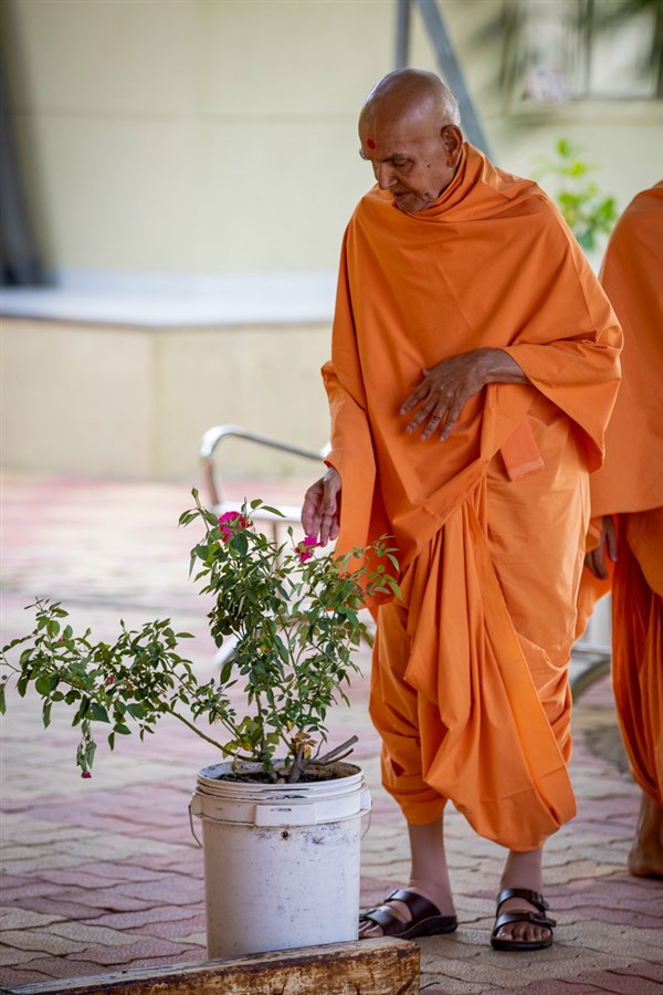 Swamishri observes a plant