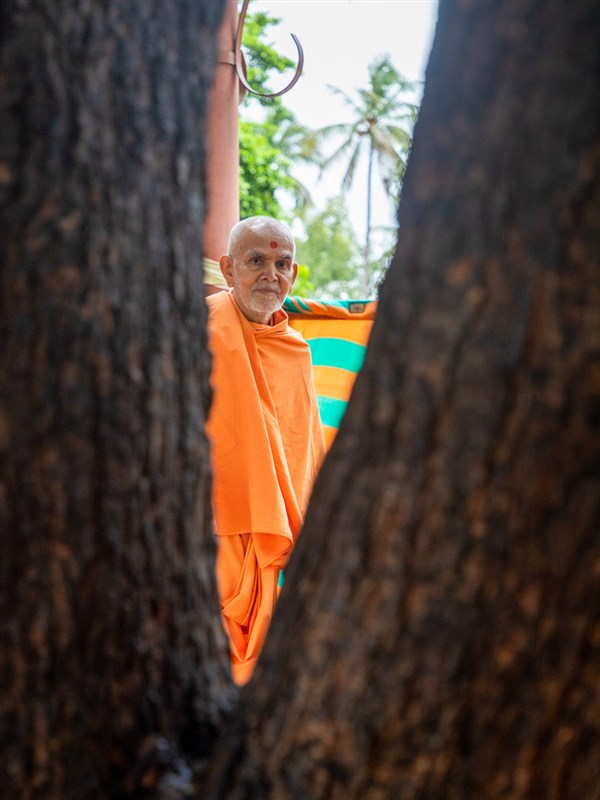 Swamishri during his walk in the afternoon 