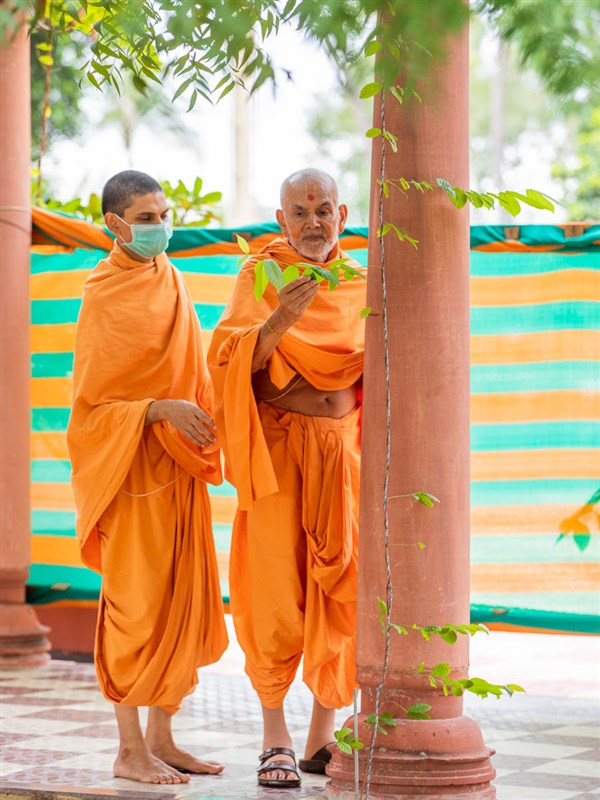 Swamishri observes a leaf