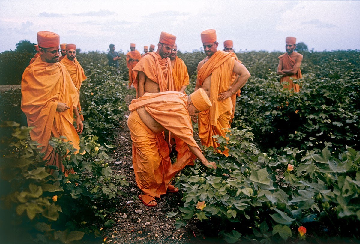 HH Pramukh Swami Maharaj observes plants in a field