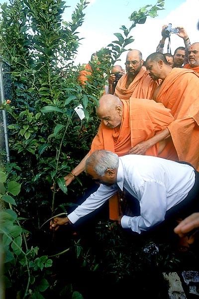 HH Pramukh Swami Maharaj plants a tree