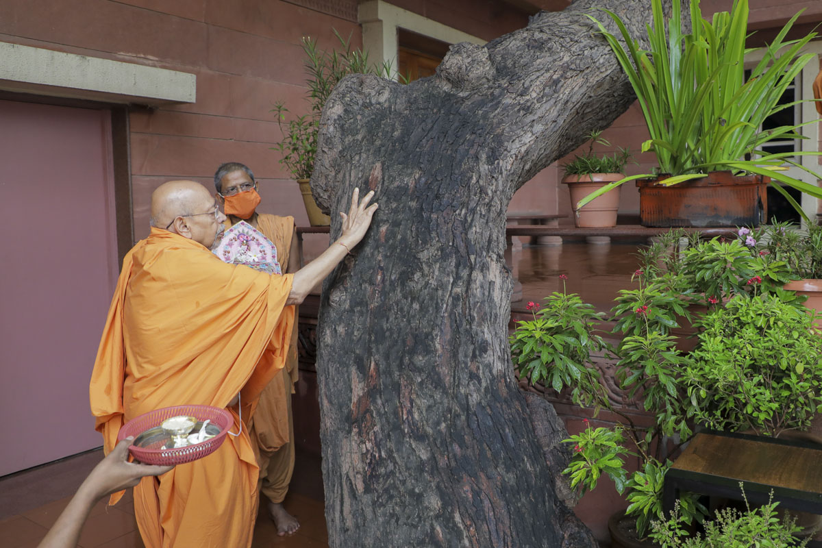 Pujya Tyagvallabh Swami performs pujan of the sacred Neem tree