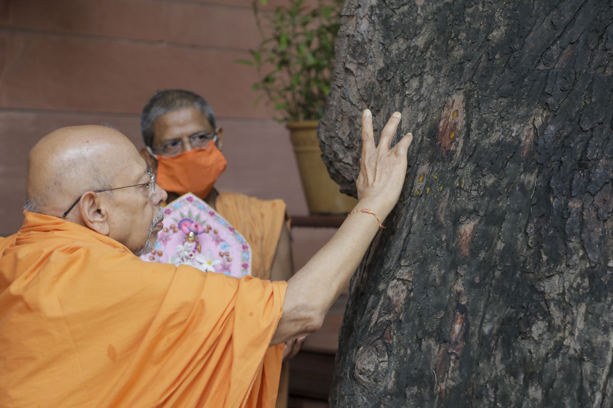 Pujya Tyagvallabh Swami performs pujan of a Neem tree