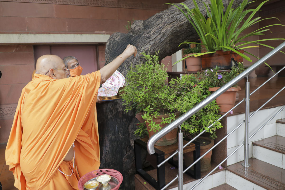 Pujya Tyagvallabh Swami performs pujan of Tulsi plant