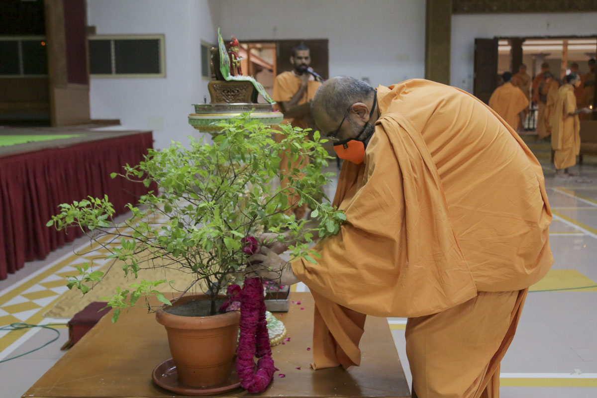 Gnaneshwar Swami performs pujan of a Tulsi plant