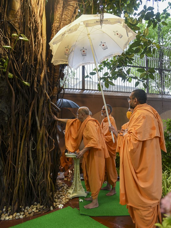 Pujya Ishwarcharan Swami performs pujan of the sacred Banyan Tree sanctified by HH Yogiji Maharaj