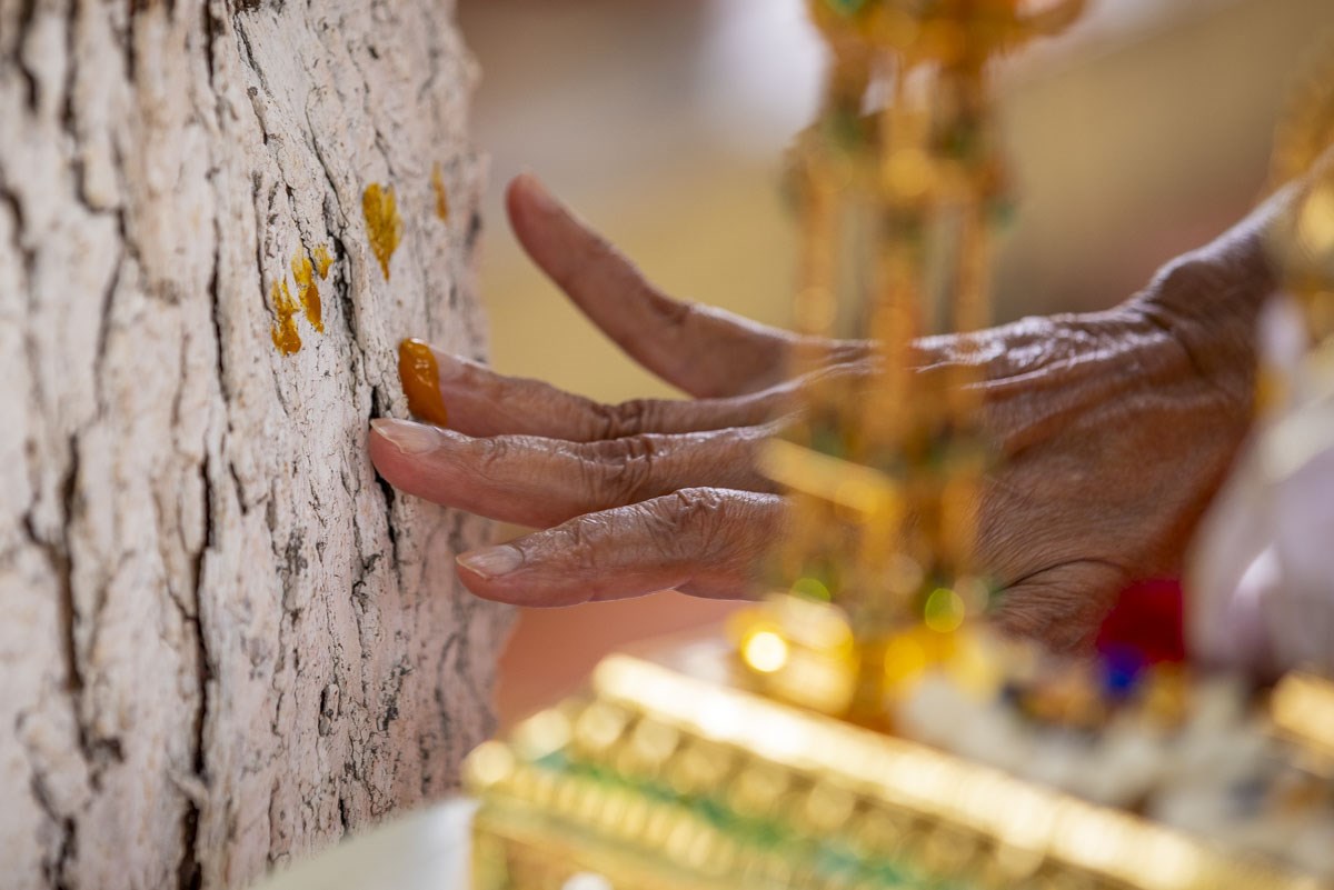 Swamishri performs pujan of a neem tree