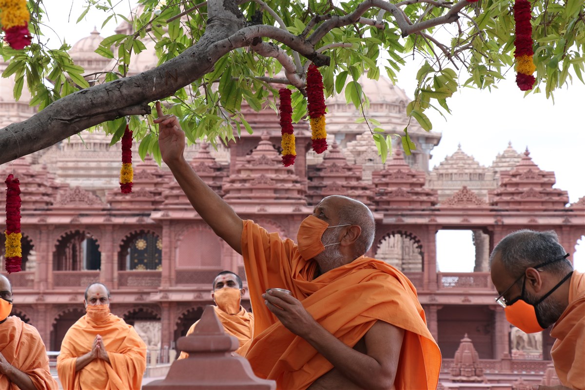 Dharmavatsal Swami performs pujan of the sacred Jamun tree