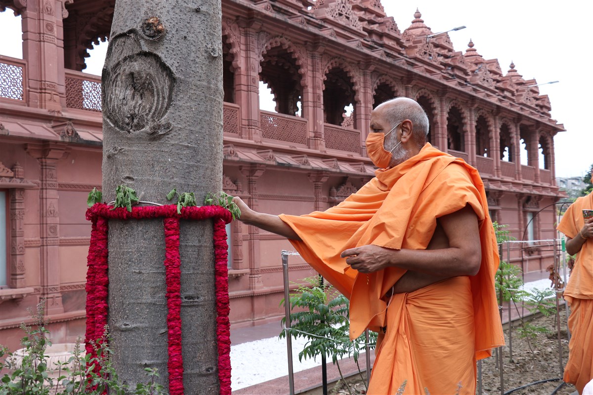 Dharmavatsal Swami performs pujan of kalpavriksh