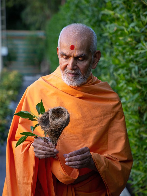 Swamishri observes an empty bird's nest