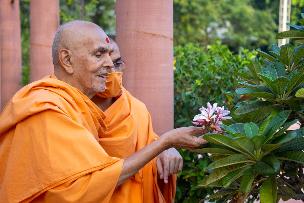 Swamishri observes champo flowers