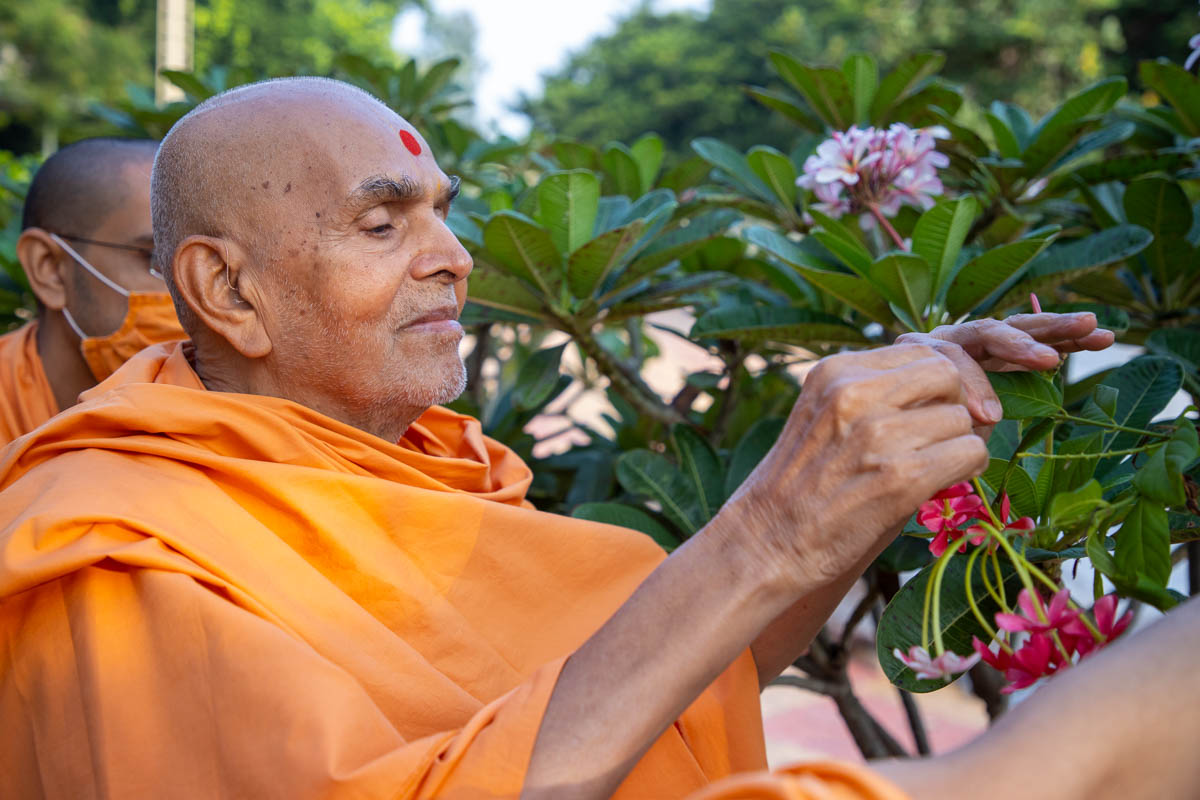 Swamishri plucks madhumalti flowers