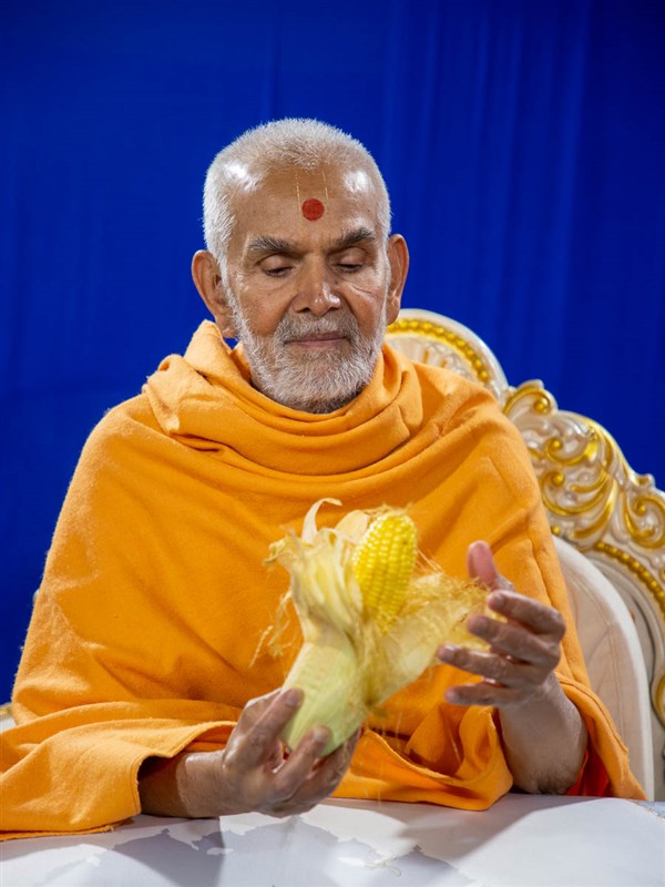 Swamishri sanctifies an ear of corn