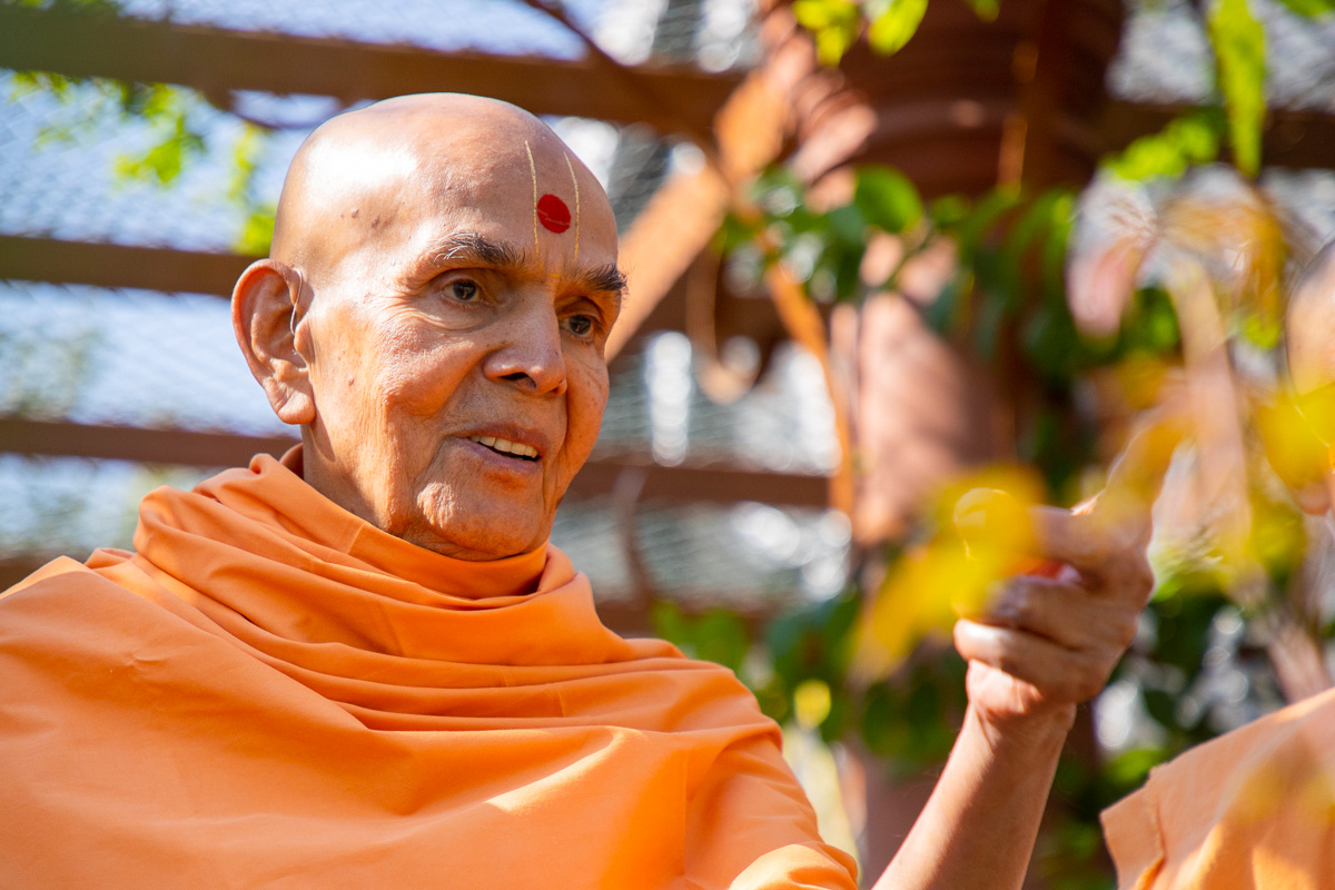 Swamishri observes the greenery in Shantivan